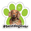 Dachshund #bestdogever thumbnail