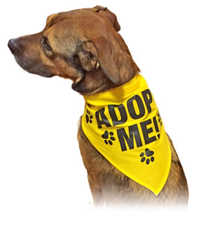 Check out our “Adopt Me” Bandanas to support local animal shelters